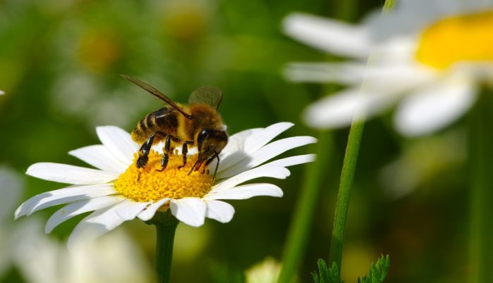 Futterplatz für Bienen und Schmetterlinge